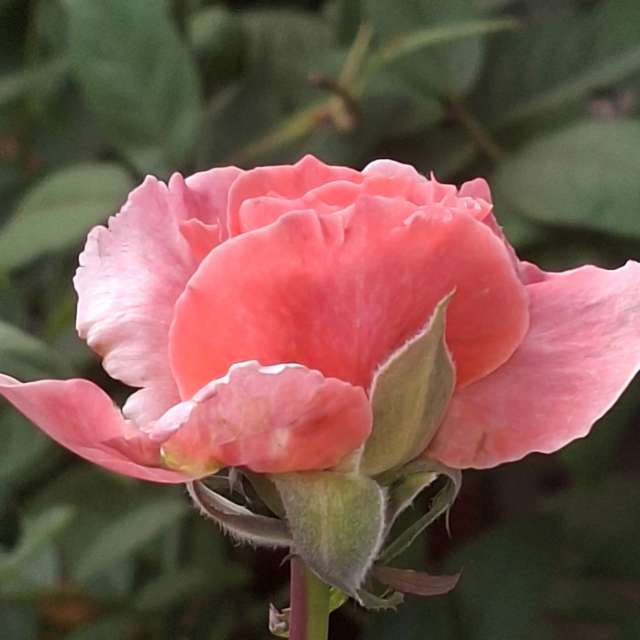 Photos Remplissage. Prévisions météo avec de superbes photos de Wen-ya Huang de Kaohsiung