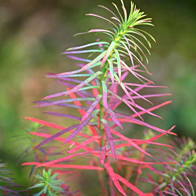 Grass. Weather forecasts with beautiful photos by tony5636 Photos in Calvisson
