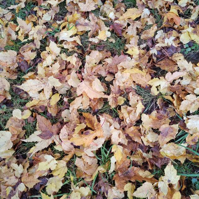 Aus Holz. Wettervorhersagen mit schönen Fotos von Albert_Smelovtsev Fotos Roza Khutor