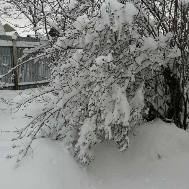 天气预报，带vilinsckayaolga精美的照片