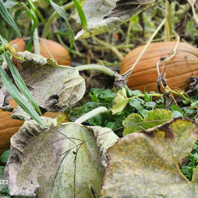 Pronósticos del tiempo con hermosas fotos de imamoonpuppy