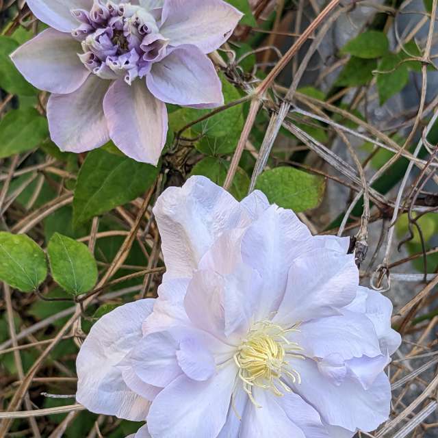 Fotos Deitado. Previsões do tempo com lindas fotos de あさのジジ em Okayama