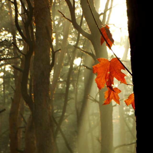 Curtain. Weather forecasts with beautiful photos by Михаил Гавриков Photos in Kharkiv