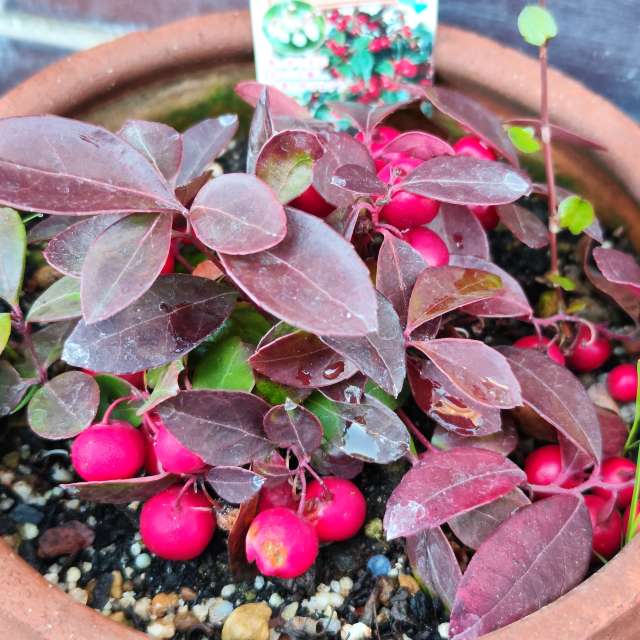 Fotos Gato. Previsões do tempo com lindas fotos de あさのジジ em Okayama