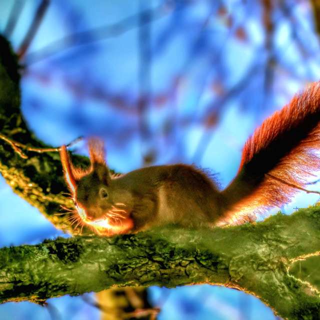 Squirrel. Weather forecasts with beautiful photos by Lotti5507 Photos in Wellinghofen