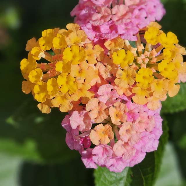 Weather forecasts with beautiful photos by Rosa