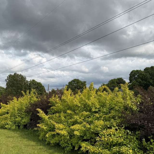 Grass. Weather forecasts with beautiful photos by Svet-Lana Photos in Rīga
