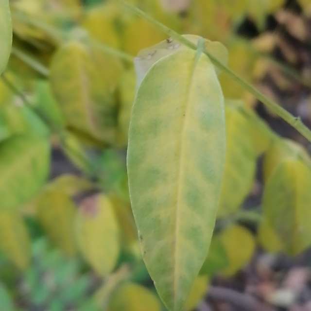 Obst. Wettervorhersagen mit schönen Fotos von AttilaSzilvássy Fotos Budapest
