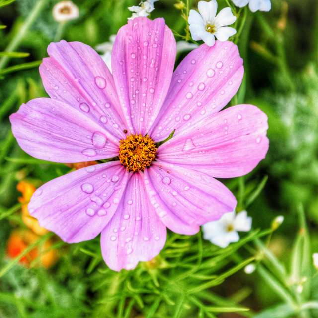 Weather forecasts with beautiful photos by Mausbär