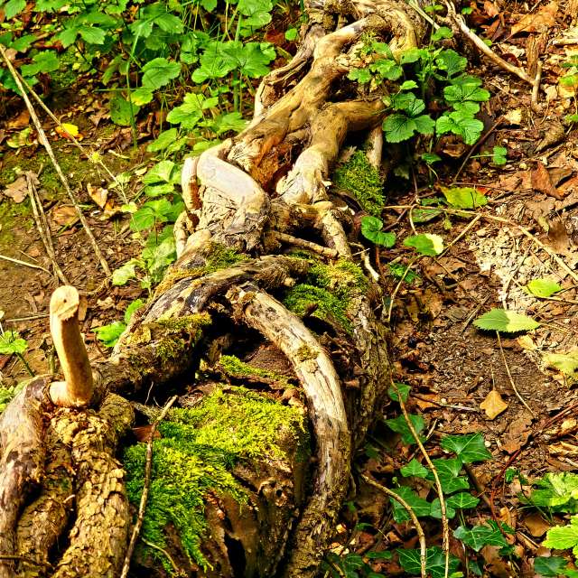 Fotos Trilha. Previsões do tempo com lindas fotos de Seni em Velbert