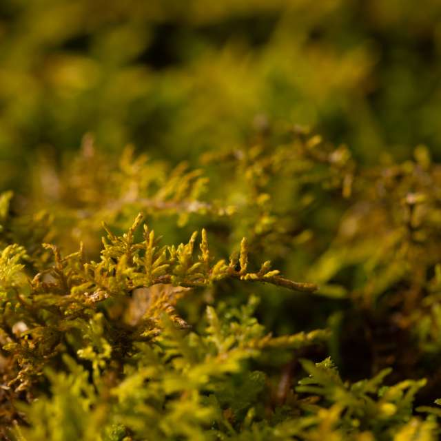 Прогнозы погоды с чудесными фотографиями, сделанными krantzjh