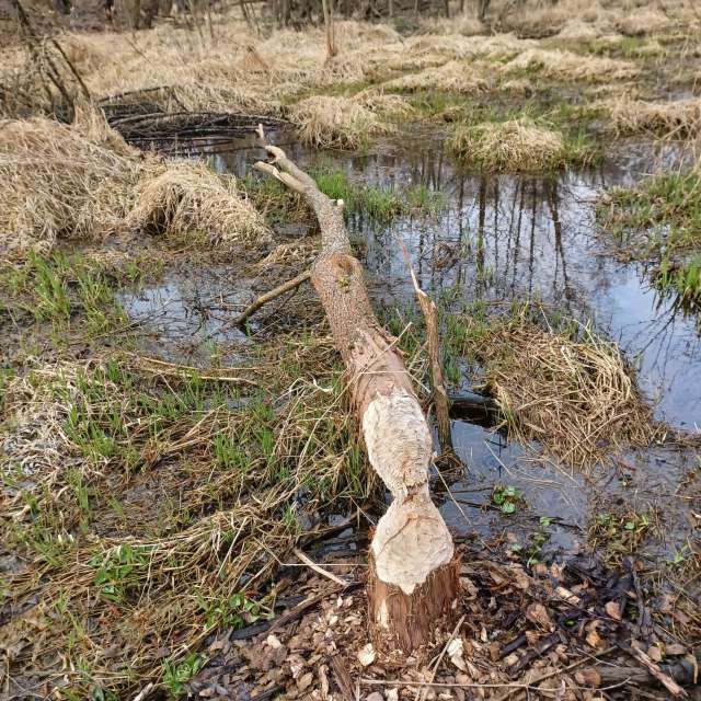 Fotos Clima. Previsões do tempo com lindas fotos de Kastramania em Freiberga