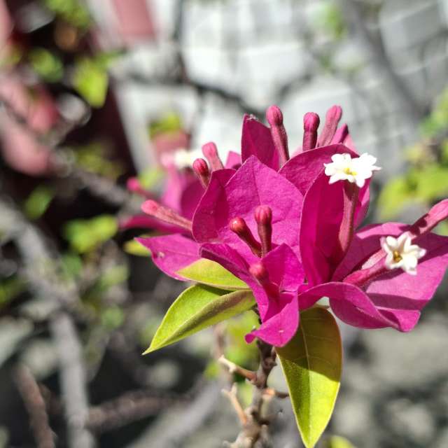 Pink. Weather forecasts with beautiful photos by Wen-ya Huang Photos in Kaohsiung City