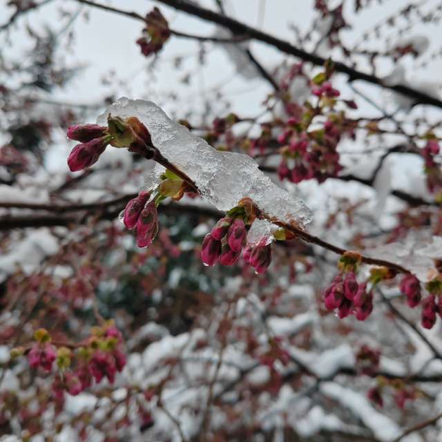 Colorful. Weather forecasts with beautiful photos by Albert_Smelovtsev Photos in Roza Khutor