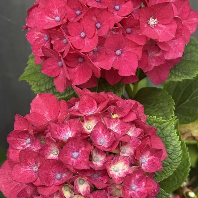 Fotos Contador. Previsões do tempo com lindas fotos de あさのジジ em Okayama