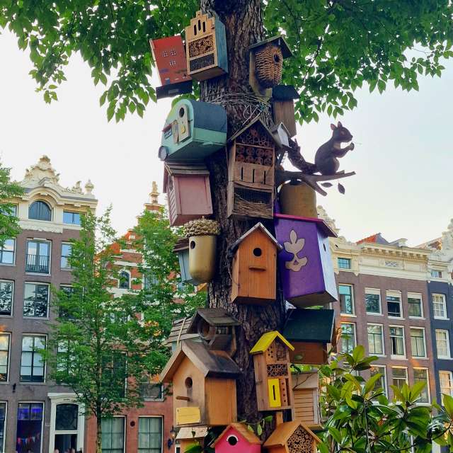 Photos Arbre. Prévisions météo avec de superbes photos de FraLampedusa de Amsterdam