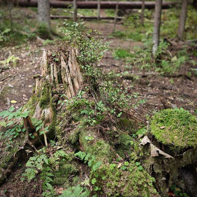 Weather forecasts with beautiful photos by Ustas