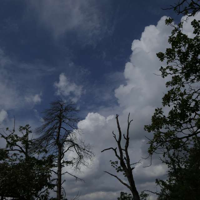 Fotos Floresta. Previsões do tempo com lindas fotos de Vasek325 em Praha 4