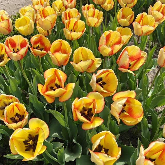 Previsões do tempo com lindas fotos de newgen