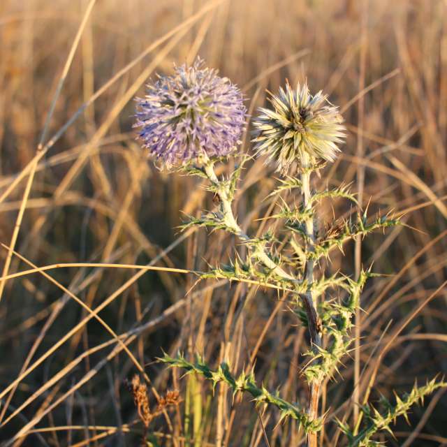 Weather. Weather forecasts with beautiful photos by tony5636 Photos in Calvisson