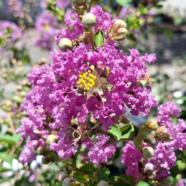 Photos Violet. Prévisions météo avec de superbes photos de Wen-ya Huang de Kaohsiung