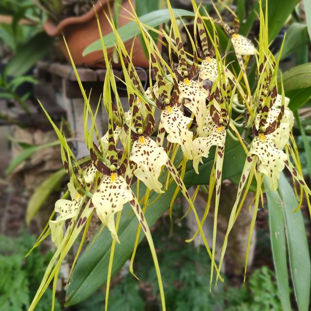 Gras. Wettervorhersagen mit schönen Fotos von VIAꓨEM_E_HISTÓЯIA Fotos Florianópolis