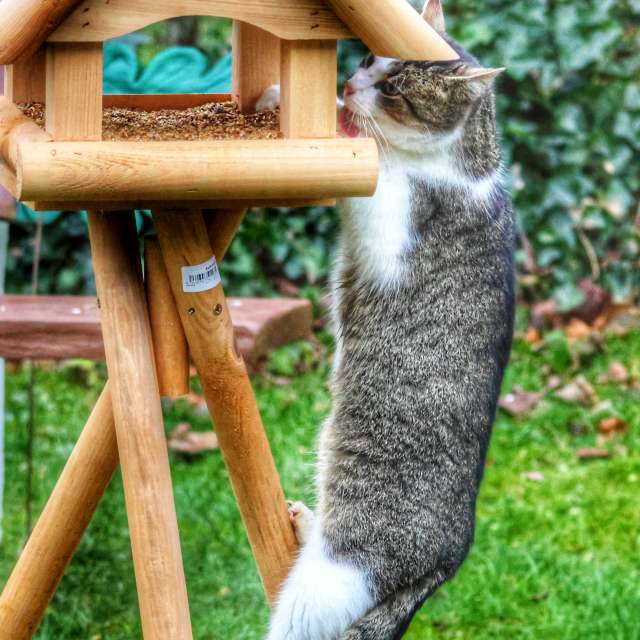 Cat. Weather forecasts with beautiful photos by Lotti5507 Photos in Stockum