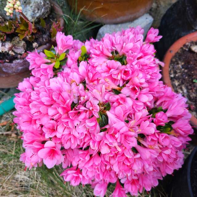 Fotos Marrom. Previsões do tempo com lindas fotos de あさのジジ em Okayama