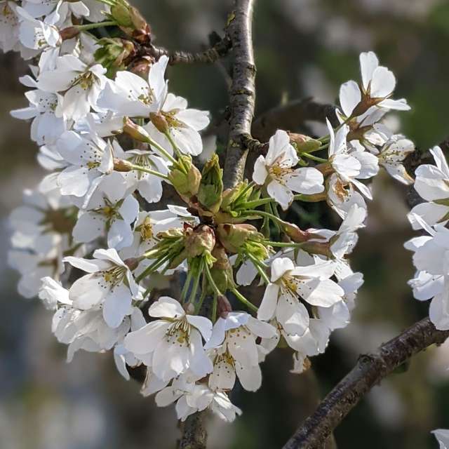 Φωτογραφίες 花. Πρόγνωση καιρού με όμορφες φωτογραφίες από τον kns666 στο Yarwell Mill Country Park