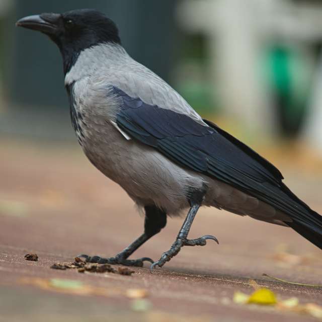 Brown. Weather forecasts with beautiful photos by martinm611 Photos in Gdansk