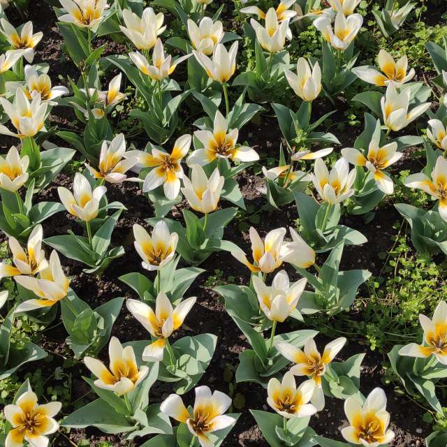 Aus Holz. Wettervorhersagen mit schönen Fotos von Kripo Fotos Niederösterreich