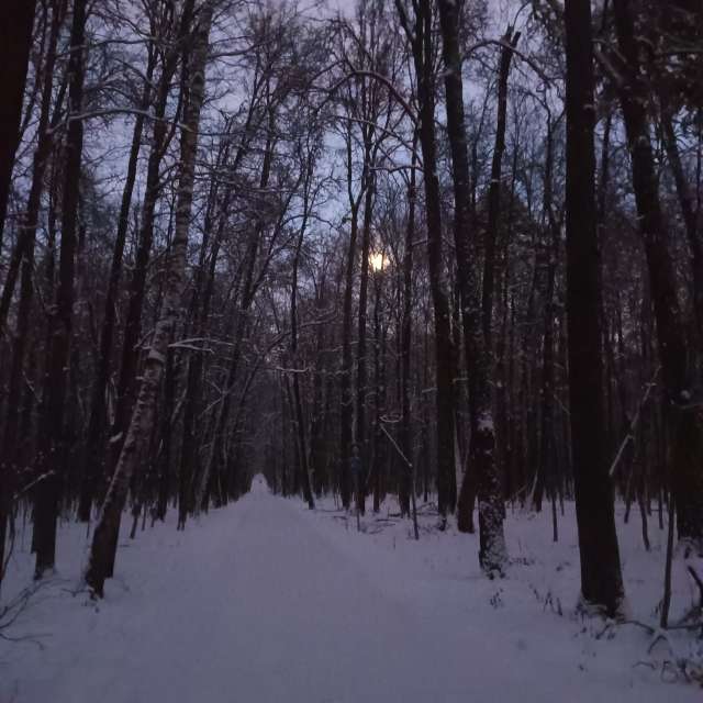 Forest. Weather forecasts with beautiful photos by Amanda_and_Valdemar_Che Photos in Izmaylovo District