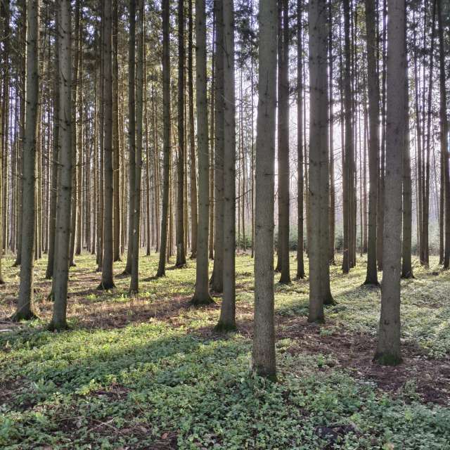 Fence. Weather forecasts with beautiful photos by Aleksei Photos in Tula