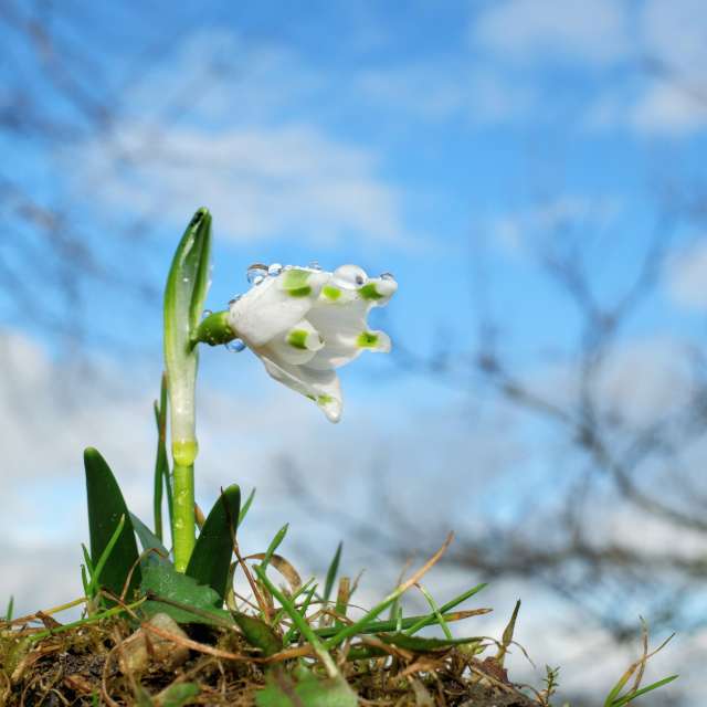 Branch. Weather forecasts with beautiful photos by hejpetrpepa Photos in Plzeň Region