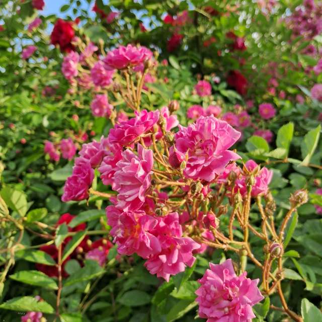 Bunch. Weather forecasts with beautiful photos by urashm Photos in Khmelnytskyi