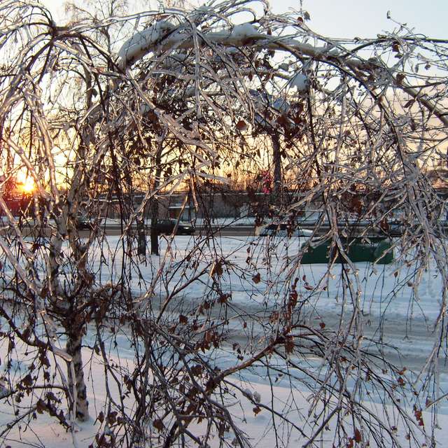 Tree. Weather forecasts with beautiful photos by Vch Photos in Moscow