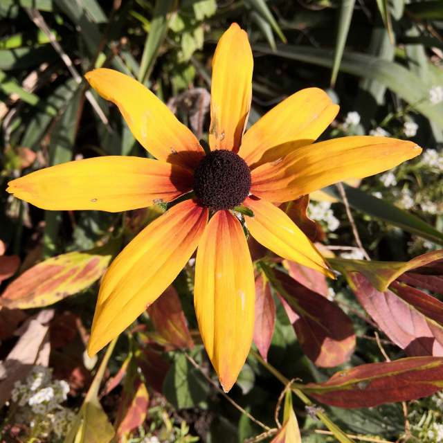 Wettervorhersagen mit schönen Fotos von Yurik