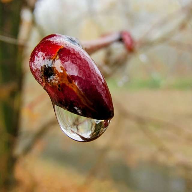 Fotos Comida. Previsões do tempo com lindas fotos de Piškot em Bohunovice