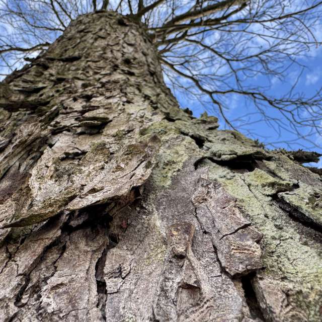 Photos Arbre. Prévisions météo avec de superbes photos de SwissEloi de Delémont