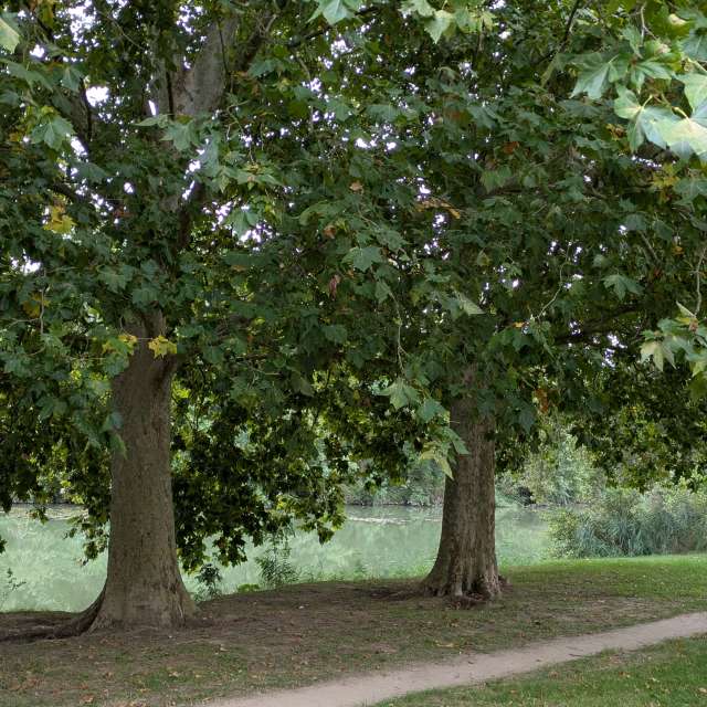 Morelenの美しい写真による天気予報