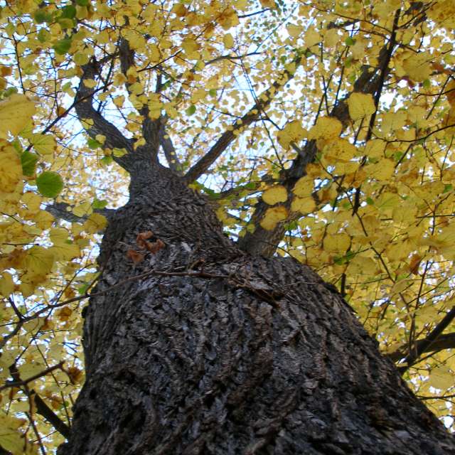 天气预报，带ivan-ko精美的照片