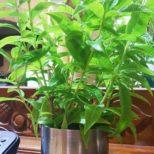 Rawwagahの美しい写真による天気予報