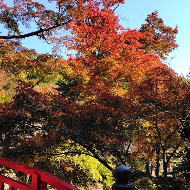 秋. Weather forecasts with beautiful photos by umemui Photos in World