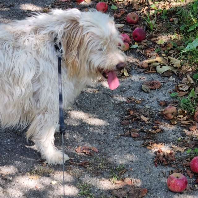 Niagaraの美しい写真による天気予報