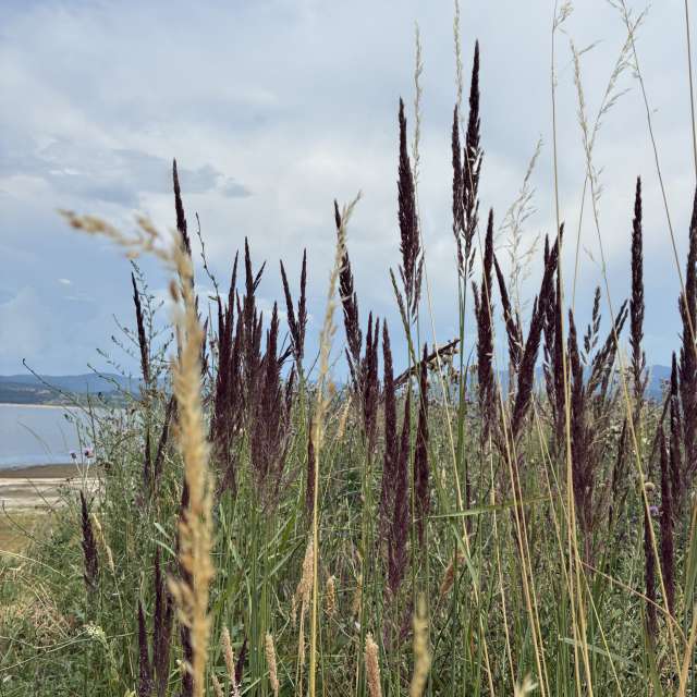 Photos Herbe. Prévisions météo avec de superbes photos de cigov de язовир Батак, местност Цигов Чарк