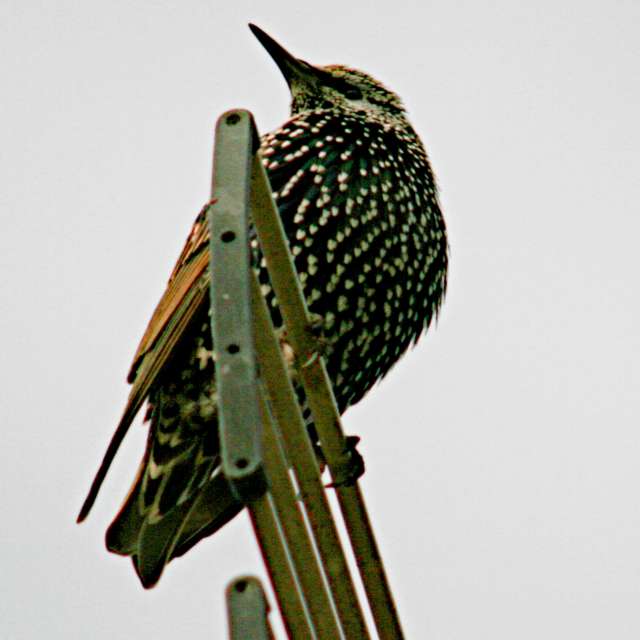 Standing. Weather forecasts with beautiful photos by tony5636 Photos in Calvisson