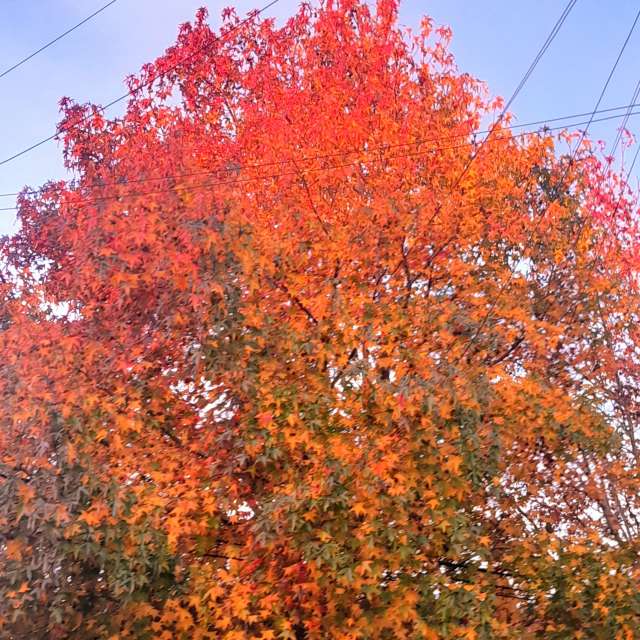 Grass. Weather forecasts with beautiful photos by SEBASTIAN14 Photos in Olivos