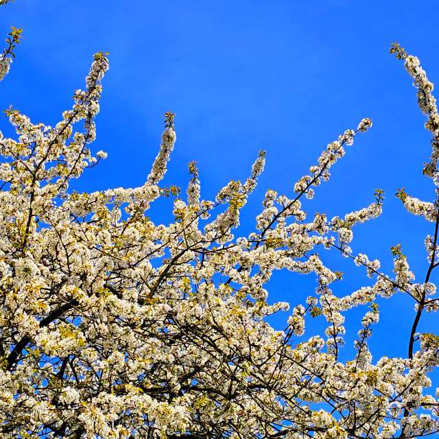 Fotos Ovelha. Previsões do tempo com lindas fotos de Seni em Velbert