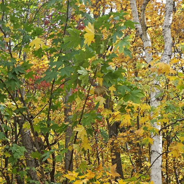 天气预报，带ImPe精美的照片