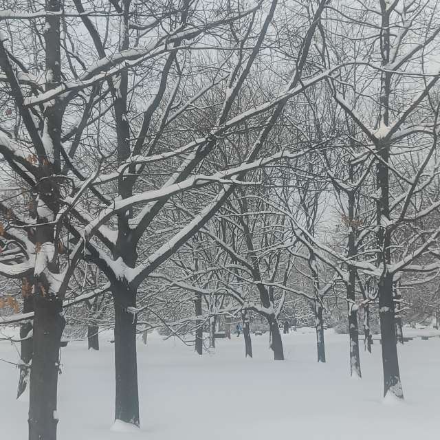 Fotos del Bosque. Pronósticos del tiempo con hermosas fotos de YanBog en Bucharest